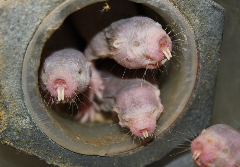 Coming to give you a kiss. (Image: Thomas Park/UIC)